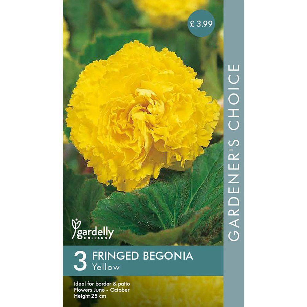 Gardelly Begonia Fimbriata Yellow
